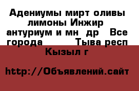 Адениумы,мирт,оливы,лимоны,Инжир, антуриум и мн .др - Все города  »    . Тыва респ.,Кызыл г.